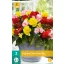 Bulb Begonia Non Stop Mix 3 bucăți JUB