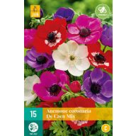 Bulb cu flori Anemone Cor. De Caen Mix 15 bucăți JUB