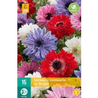 Bulb înflorit Anemone Cor. St. Brigid 15 bucăți JUB
