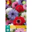 Bulb înflorit Anemone Cor. St. Brigid 15 bucăți JUB