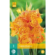 Bulb de flori Canna Picasso 1 buc JUB