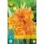 Bulb de flori Canna Picasso 1 buc JUB
