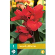 Bulb de flori Canna Red Dazzler 1 bucată JUB