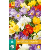 Bulbi de flori Fresia Enkel/Single mix 15 bucăți JUB