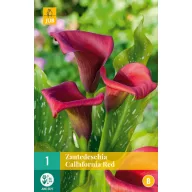 Bulb de flori Zantedeschia Callafornia roșu 1 buc JUB