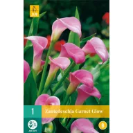 Bulb de flori Zantedeschia Garnet Glow 1 buc JUB