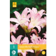 Bulb de flori Amarillis Belladonna 1 buc JUB
