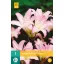 Bulb de flori Amarillis Belladonna 1 buc JUB