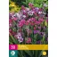 Bulb Babiana stricta (rădăcină Babiana) 10 bucăți JUB