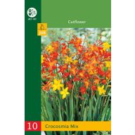 Bulb Crocosmia Mix (Safflower) 20 bucăți JUB
