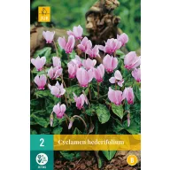 Bulb de flori Cyclamen Hederifolium 2 bucăți JUB