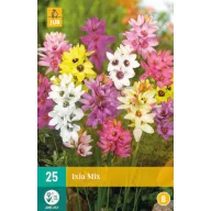 Bulb de flori Ixia Mix (Crin de Vale) 25 buc JUB