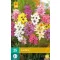 Bulb de flori Ixia Mix (Crin de Vale) 25 buc JUB