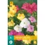 Bomboane de flori Mirabilis jalapa Mix (Big Miracle Bulb) 5 bucăți JUB