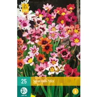 Bulb Sparaxis Mix (Gypsy Flower) 25 bucăți JUB