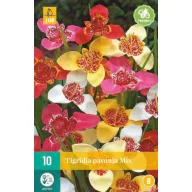   Bulb de flori Tigridia pavonia Mix (Floare de tigru păun) 10 buc JUB
