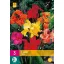 Bulb de flori Canna Mix 3 bucăți JUB