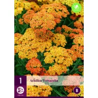 Perene Achillea terracotta (Yarrow comună) 1 plantă JUB