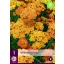 Perene Achillea terracotta (Yarrow comună) 1 plantă JUB