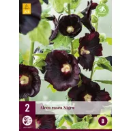 Perene Alcea Rosea Nigra (Raspberry Rosea) 2 bucăți JUB