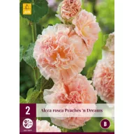   Alcea rosea perenă Peaches 'n' Dreams (nalbă) 2 buc JUB