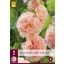 Alcea rosea perenă Peaches 'n' Dreams (nalbă) 2 buc JUB