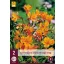 Perene Alstroemelia Orange King (Inkaliliom) 2 bucăți JUB