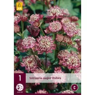 Perene Astrantia Major Rubra (Steaua Văii) 1 bucată JUB