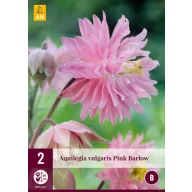   Perene Aquilegia Pink Barlow (Floarea clopotului de grădină) 2 bucăți JUB