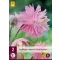 Perene Aquilegia Pink Barlow (Floarea clopotului de grădină) 2 bucăți JUB