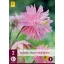 Perene Aquilegia Pink Barlow (Floarea clopotului de grădină) 2 bucăți JUB