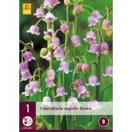 Perene Convallaria majalis Rosea (Crinul din vale) 1 JUB