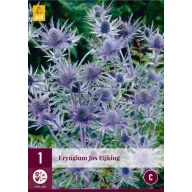 Eryngium perene Jos Eijking (Iringos) 1 JUB