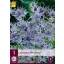 Eryngium perene Jos Eijking (Iringos) 1 JUB