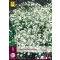 Perene Gyipsophila Perfecta (Floare perpetuă) 1 bucată JUB