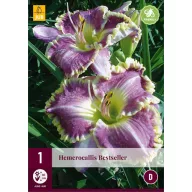 Perene Hemerocallis Bestseller (crin mantis) 1 JUB