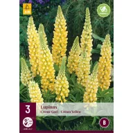   Perene Lupinus Creme Geel/Creme Yellow (Floare de stea) 3 buc JUB