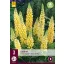 Perene Lupinus Creme Geel/Creme Yellow (Floare de stea) 3 buc JUB