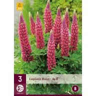 Perene Lupinus Rood/Red (Star Lupinus) 3 buc JUB