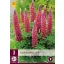 Perene Lupinus Rood/Red (Star Lupinus) 3 buc JUB