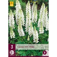 Perene Lupinus Wit/White (Star Lupinus) 3 buc JUB