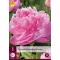 Perene Paeonia Alexander Fleming (Peony) 1 bucată JUB