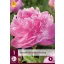 Perene Paeonia Alexander Fleming (Peony) 1 bucată JUB