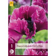 Perene Papaver orientale Prunul lui Patty (Mac) 1 buc JUB