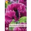 Perene Papaver orientale Prunul lui Patty (Mac) 1 buc JUB
