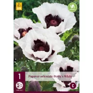   Perene Papaver orientale Perry's White (Mac) 1 bucată JUB