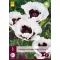 Perene Papaver orientale Perry's White (Mac) 1 bucată JUB