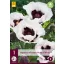 Perene Papaver orientale Perry's White (Mac) 1 bucată JUB