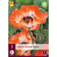 Perene Papaver orientale Picotee (Mac) 1 bucată JUB