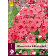 Phlox perene Scufița Roșie 1 JUB